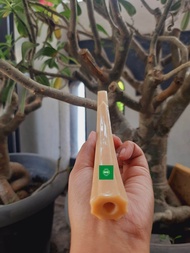 Once iga duyung/Once pipa igaduyung modle semi blimbing 12cm