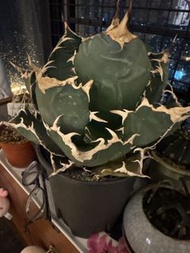大白鯨靚靚龍舌蘭盆栽