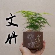 [Indoor Plant] Asparagus Nanus 文竹 by LS Group