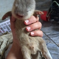 Baby Otter / Berang Berang