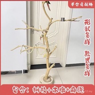 Burung Burung Burung Kayu Asli Burung Berdiri Cawangan Kering Batang Pokok Kayu Mati Burung hinggap 