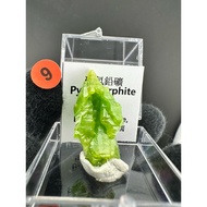 [Leshi] Natural Chinese Phosphorite Pyromorphite Guangxi Daoping Ore Apple Green Miniature Minerals 