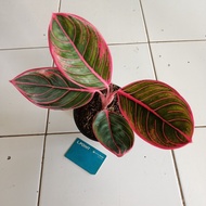 Aglaonema Aglaonema lipstik Khanza