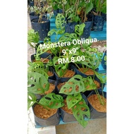 Monstera Obliqua (Caladium)