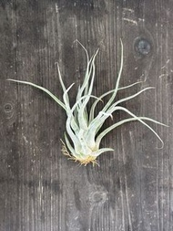 空氣草 空氣鳳梨 河豚 Tillandsia ehlersiana