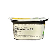 Lettuce Maximus RZ Pelleted Seeds by Rijk Zwaan  | Repacked 100pcs | Original Package 1000pcs
