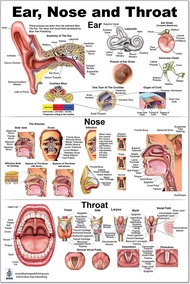 Ear Nose Throat Anatomy Poster Otolaryngology