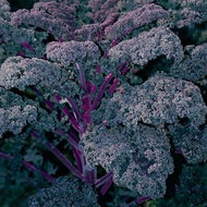 F1 purple kale seeds