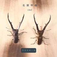 【美他力佛細身赤鍬形蟲-公蟲】cmf 4月初品 可動模型 成蟲
