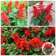 Kualiti yang baik 100 Pcs Salvia Splendens Bunga Benih Malaysia Bunga hiasan tanaman Benih berkebun Deco Bonsai Benih berkebun-Benih untuk Bunga dan herba Pokok Pokok Pokok Bonsai tanaman Hidup Outdour Biji Benih Benih Benih Bunga