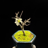 SG3504-日本白花長壽梅準開花株/年功老樁🔥精品植物小盆栽禮物🔥