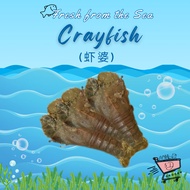 [5D Grocer] Fresh Crayfish 虾婆 500g