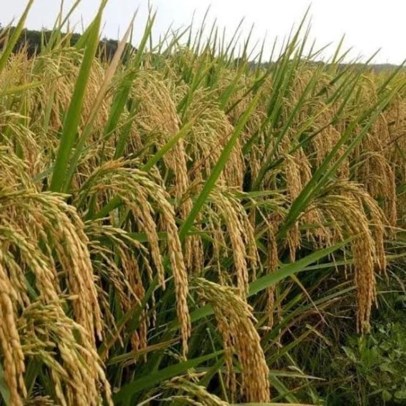 benih bibit padi SERTANI 14 A kemasan 1kg