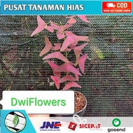 ( BISA COD ) PROMO! Bunga Hias Kupu-Kupu Batik Oxalis / Tanaman Hias Hidup Kupu-Kupu Batik Merah