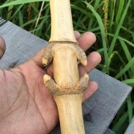 bambu petuk