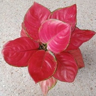 Aglaonema Red Anjamani / Aglonema Merah Red Anjamani Florist Nursery /