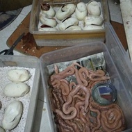 Retic albino lavender, purple, wp combo tiger