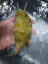 Buntal SAPI Size XL - Ikan Hias Air Laut