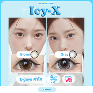 เลนส์ไฮโดรเจล คอนแทคเลนส์ Icy-X Brown / Gray (Roze lens) ขนาดบิ๊กอาย 💙
