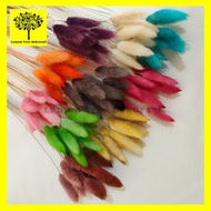 dried candy colour lagurus rabbit tail bunga kering warna import asli - purple