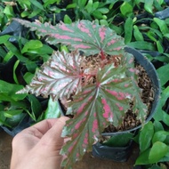 tanaman hias-pohon begonia rex walet