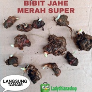 Bibit jahe merah super /pcs