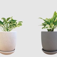 │ 霧陶系列 │ 日本白金葛 - 水耕 無土 懶人盆栽 室內植物 霧陶