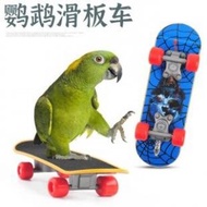 阿瑪好物 - 中小型鸚鵡磨砂滑板車-款式隨發