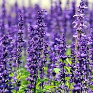 Lavender Plant Extract