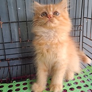 Anak kucing anggora jantan/kitten Persia  flatnos/kucing Persia jantan