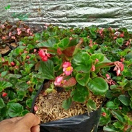 tanaman hias Begonia - Tanaman hias Begonia bunga merah