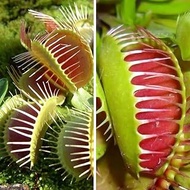Venus Fly Trap Growing Kit - Dionaea Muscipula Carnivorous Flower Seeds, Home Garden Seeds ing by Heavy Torch, 1 Pack of Growing Kit: Only seeds