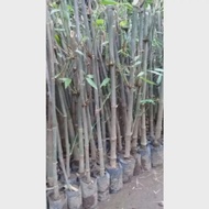 Bibit bambu petung penghasil rebung