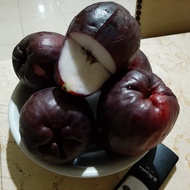 Selamat Datang Ditoko Kami Bibit Jambu Air Jamaika Hitam Merupakan Salah Satu Jenis Buah Yang Paling