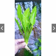 Amazon Sword aquascape Plant/Ecino Straight Amazon Sword