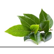 Fresh bay leaves