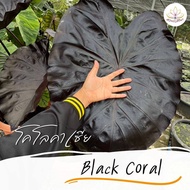 โคโลคาเซีย แบล็คโครอล ปลูกชำแล้วรากเยอะ Colocasia Black Coral