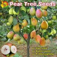 100% Original Bonsai Pear Seeds for Sale (Fresh 50pcs Seed) Benih Pokok Buah Pear Tree Seeds Super S