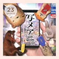 日本正版 動物自拍 扭蛋