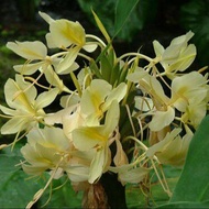 หัวเหง้า-ว่านมหาหงส์ สเลเต ดอกสีเหลือง (Hedychium coronarium) ดอกหอมมาก เหง้าบดผสมน้ำผึ้ง