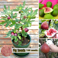 [Easy To Grow In Philippines]150pcs Fig Seed Tropical Ficus Carica Seeds for Planting Sweet Fig Plants Seeds Dwarf Fig Fruit Seeds for Gardening Bonsai Fig Igos Tree Seeds Real Plants Bonsai Tree Live Plants for Sale Berries Fruits Fresh Seeds Vegetable