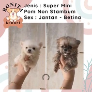 Jual Anjing Mini Pom Pomeranian Anakan Anjing Mini Pom Non Stambum