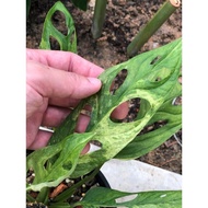 Plantaporter Monstera Adansonii Variegated Indonesia/ adansonii indon