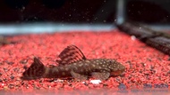 Pleco L144 Shortfin / L144 Bristlenose Pleco /Pleco /Algae Eater /Freshwater 雪花短帆胡子异型 /异型鱼/食藻鱼/工具鱼 (