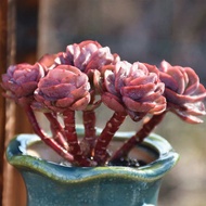 【Succulent】 Succulent old pile Xiuyou succulent group raw and popped red fleshy potted plant
