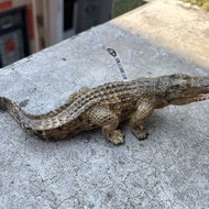 Buaya Schleich 14736 Buaya Nil Merangkak Model Simulasi Kanak-kanak Amfibia Hadiah Hari Lahir Mainan