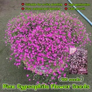 100pcs Pink Gypsophila Flower Seeds for Planting Flowers Seeds for Gardening Babysbreath Gypsophila 