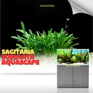Sagitaria subulata dwarf - Tanaman karpet Aquascape Low Co2 - Easy Tumbuhan Air Hidup Hiasan Dekoras