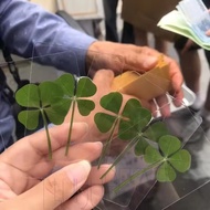 5-20Pcs Acrylic Lucky Artificial Four-Leaf Clover Bookmark - Simulate Four-Leaf Clover Transparent W
