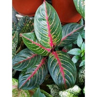 Aglaonema Red Emerald